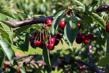 Kiraz ağacında sallanan kirazlar