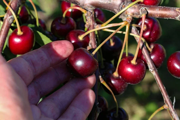 Pracuji v zahradě. Zemědělec si vybral čerstvé třešně. — Stock fotografie