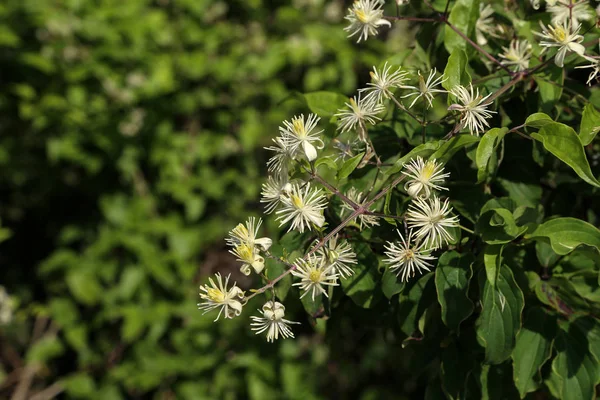 Bílé květy kvetoucího divokého Clematis, Clematis vitalba — Stock fotografie