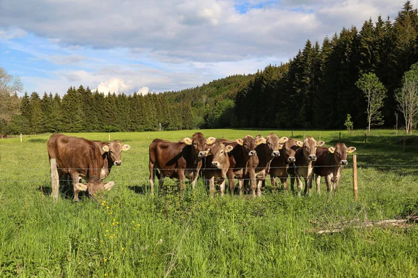 Brązowe krowy na pastwiskach u podnóża Alp — Zdjęcie stockowe