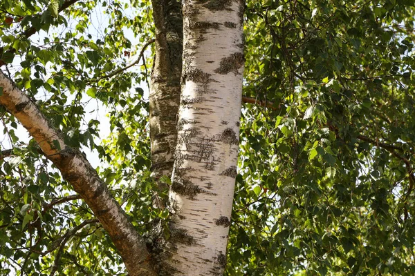 Vit Björkstam på suddig grön bakgrund — Stockfoto