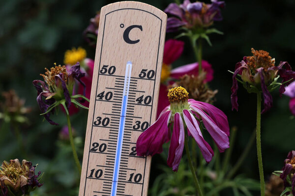 Hot summer - a thermometer shows high temperatures