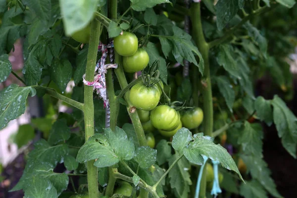 Tomaten reifen im Gewächshaus neben dem Haus — Stockfoto
