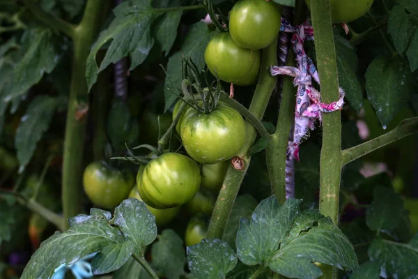 Tomaten reifen im Gewächshaus neben dem Haus — Stockfoto