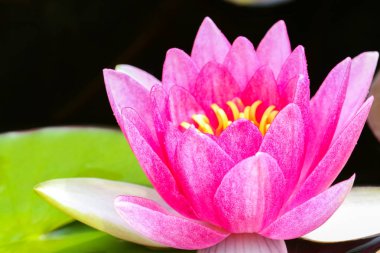 Bahçe gölet güzel Nilüfer çiçeği