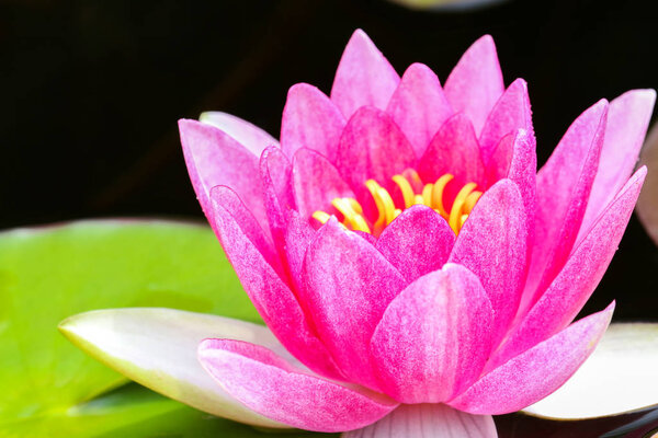 Осторожно цветет в садовом пруду
