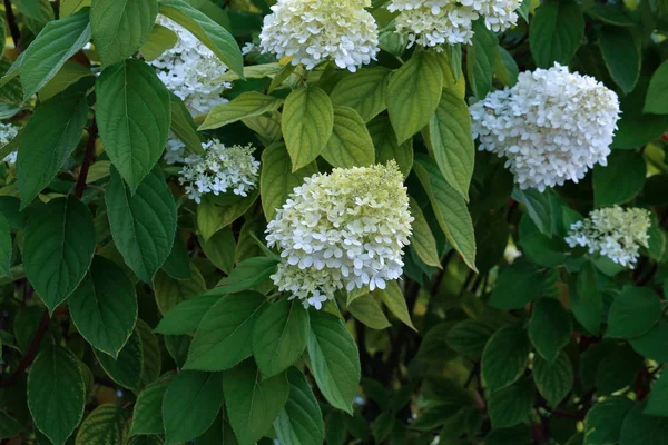 Blooming white hydrangea plants in full bloom — Stock Photo, Image