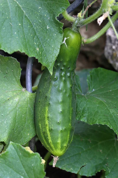 Pepino verde. Pepino verde madurado en el invernadero — Foto de Stock