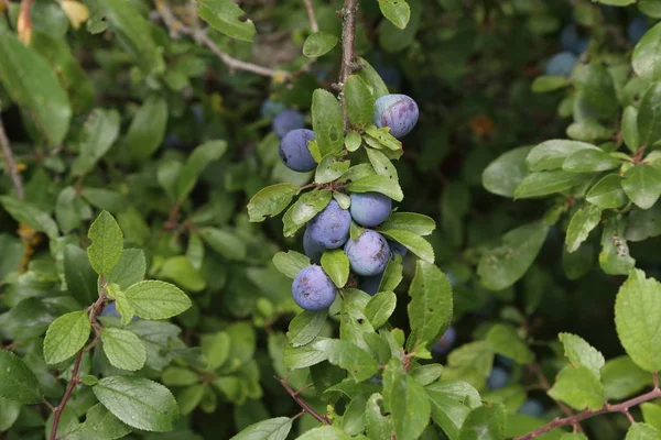 Las bayas azules del espino negro maduran en los arbustos —  Fotos de Stock