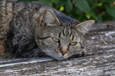 Gri kedi eski ahşap bir bankTa yatıyor.
