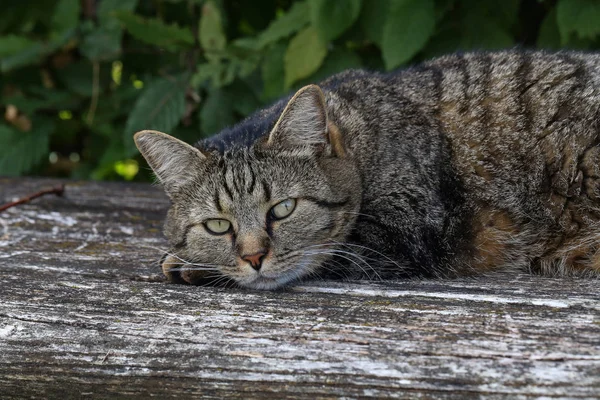 Szary kot leży na starej drewnianej ławce — Zdjęcie stockowe