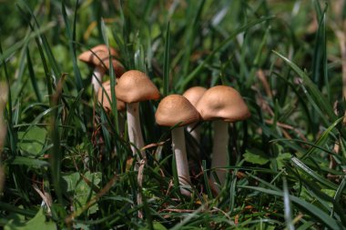 Mantar. Küçük mantarlar yeşil çimenlerde yetişdi.