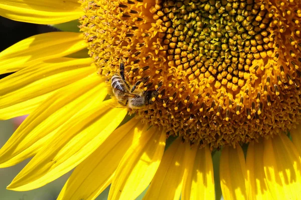 Bir çiçek üzerinde oturan ve nektar toplama bir arı — Stok fotoğraf