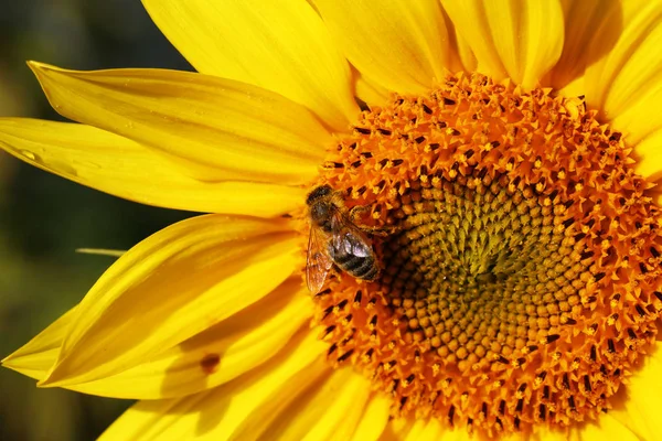 Bir çiçek üzerinde oturan ve nektar toplama bir arı — Stok fotoğraf