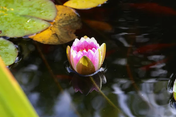 花园池塘中美丽的睡莲 — 图库照片