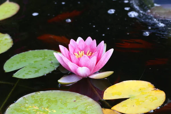 Bahçe gölet güzel Nilüfer çiçeği — Stok fotoğraf