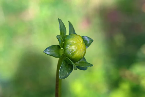 Hijau bud dahlia di latar belakang hijau — Stok Foto