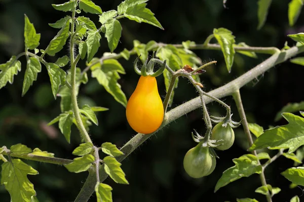 Gelbe Tomate reift an einem Strauch im Gemüsegarten — Stockfoto