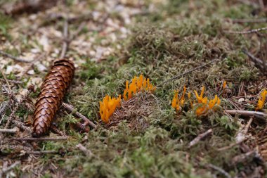 Calocera viscosa, yaygın olarak sarı stagshorn olarak bilinir.