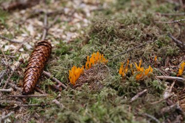 Calocera viscosa, commonly known as the yellow stagshorn clipart