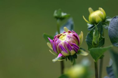 Yeşil arka planda yeşil tomurcuk dahlia