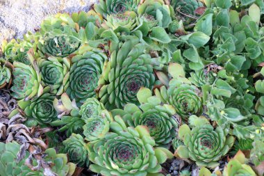 Sempervivum charadzeae, houseleeks veya sonsuza kadar bahar bahçesinde yaşamak