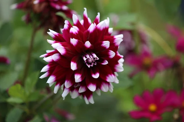 Magenta couleur Dalia fleur dans le parc — Photo