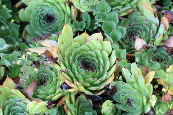 Sempervivum charadzeae, houseleeks atau liveforever di taman musim semi — Stok Foto