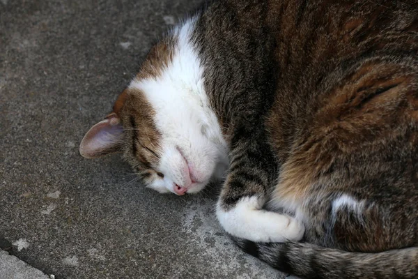 Кот спит на полу свернувшись в клубок — стоковое фото