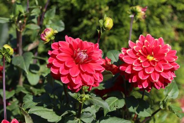 Parkta Magenta Renk Dalia Çiçek