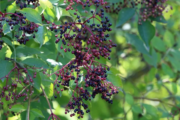 Bacche. Bacche di sambuco verdi maturano su rami — Foto Stock