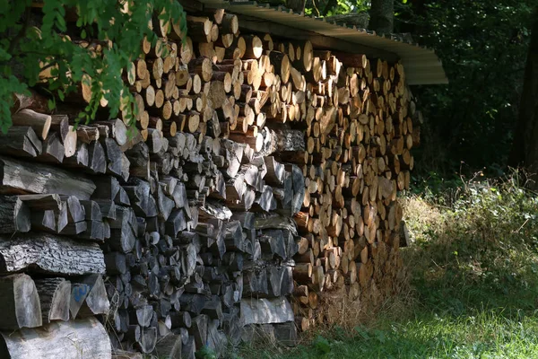 Dřevozpracující průmysl. Uříznout kmeny stromů v lese — Stock fotografie