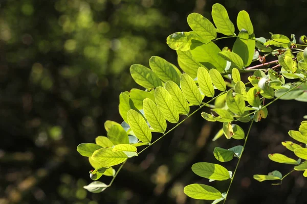Taze sulu yeşil yeşil yapraklar güneş ışığında parlıyor
