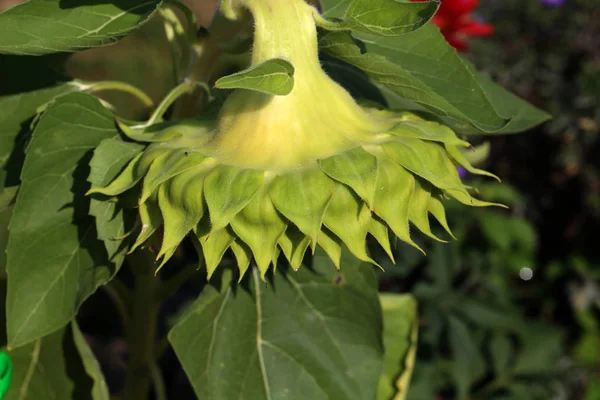 Primer plano de un gran girasol descolorido con fondo borroso — Foto de Stock