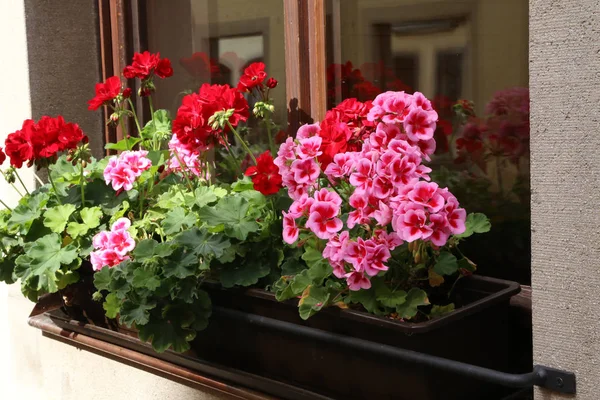 Beautiful bright geranium blooms on the windowsill — Stock Photo, Image