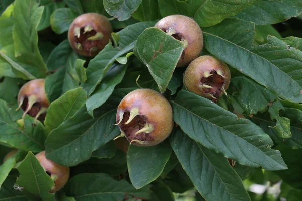 Frutto di Mespilus germanica, chiamato anche nespola comune su un albero — Foto Stock