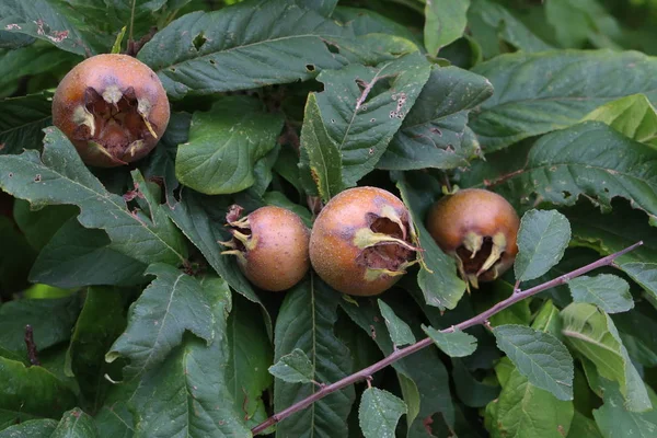 Καρπός του Mespilus germanica, επίσης γνωστός ως κοινός μούσμουλα σε ένα δέντρο — Φωτογραφία Αρχείου