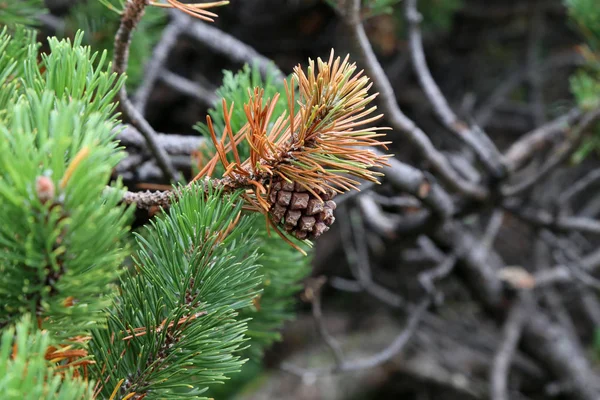 Pinus mugo krybende fyr nåletræ i Alperne - Stock-foto