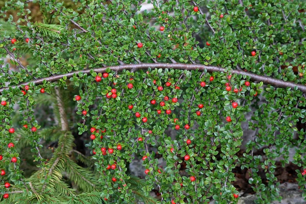 Krásné červené bobule dozrávají na větvích — Stock fotografie