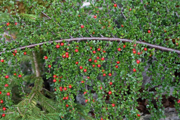 Schöne rote Beeren reifen an den Zweigen — Stockfoto