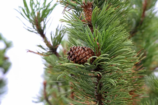 Pinus mugo pleping pine Conifer in the Alps — стокове фото