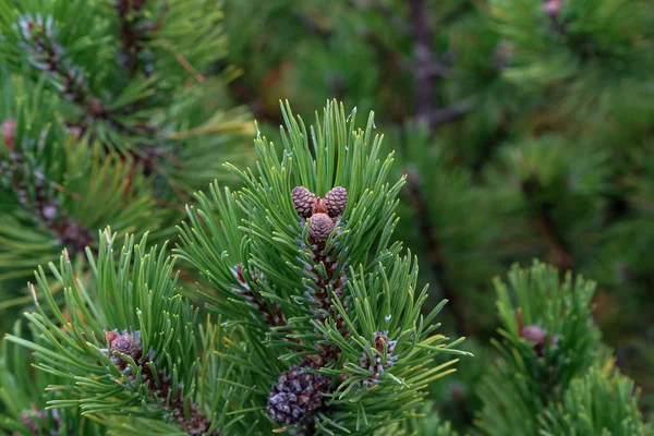 Pinus mugo krypande tall Barrträd i Alperna — Stockfoto