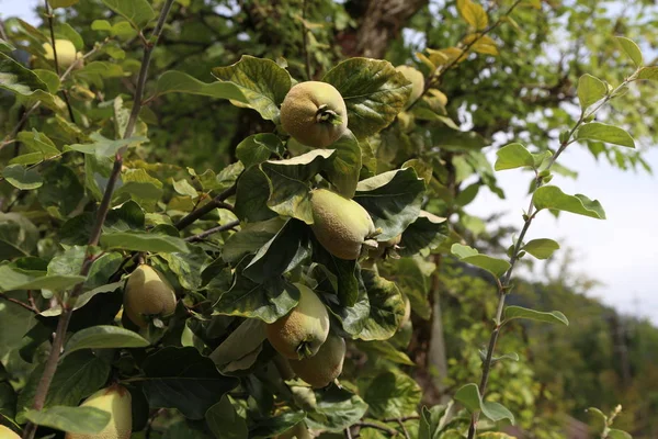 Ripe yellow quince fruits grow on tree