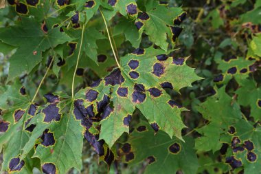 Akçaağaç yapraklarıüzerinde siyah yama