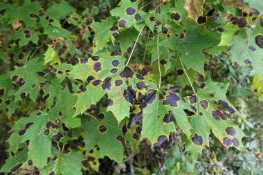 Akçaağaç yapraklarıüzerinde siyah yama