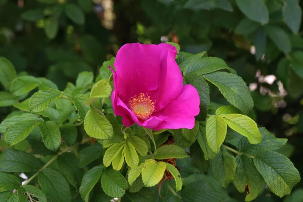 Flowers of dog-rose, rosehip growing in nature — Stock fotografie