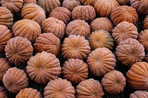 Fresh healthy bio pumpkins on farmer agricultural market at autumn — Stock Photo, Image