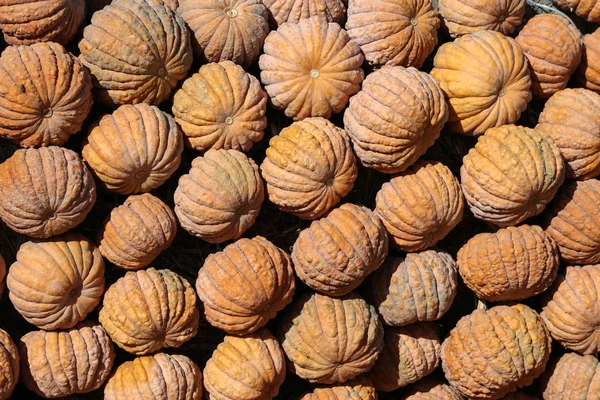 Fresh healthy bio pumpkins on farmer agricultural market at autumn — Stock Photo, Image