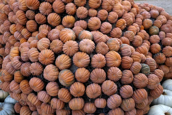 Fresh healthy bio pumpkins on farmer agricultural market at autumn — Stock Photo, Image