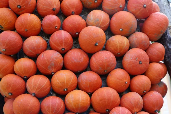 Świeże, zdrowe dynie bio na rynku rolnym jesienią — Zdjęcie stockowe